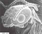 イエシロアリの羽蟻