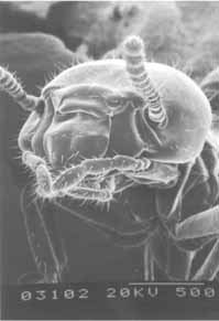 イエシロアリの職蟻