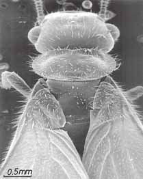 イエシロアリの羽蟻