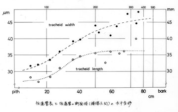 仮道管長と断面径