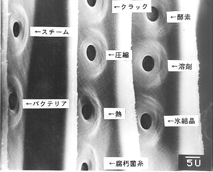 ピットの攻撃戦略